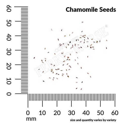 H Chamomile Seeds measurement