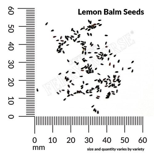 H Lemon Balm Seeds measurement