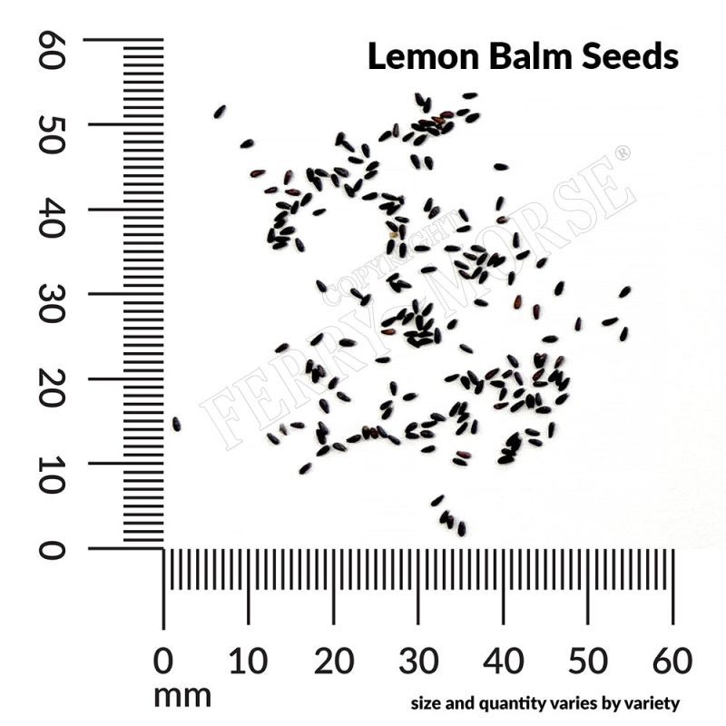 H Lemon Balm Seeds measurement