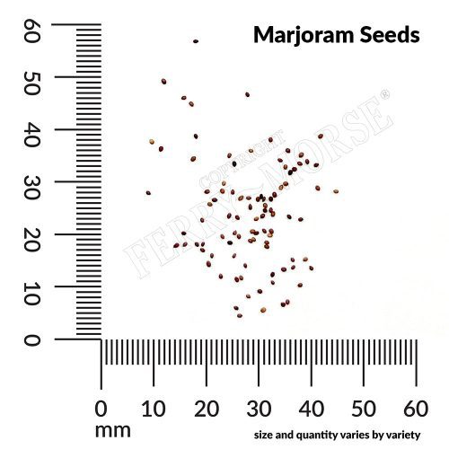 H Marjoram Seeds measurement