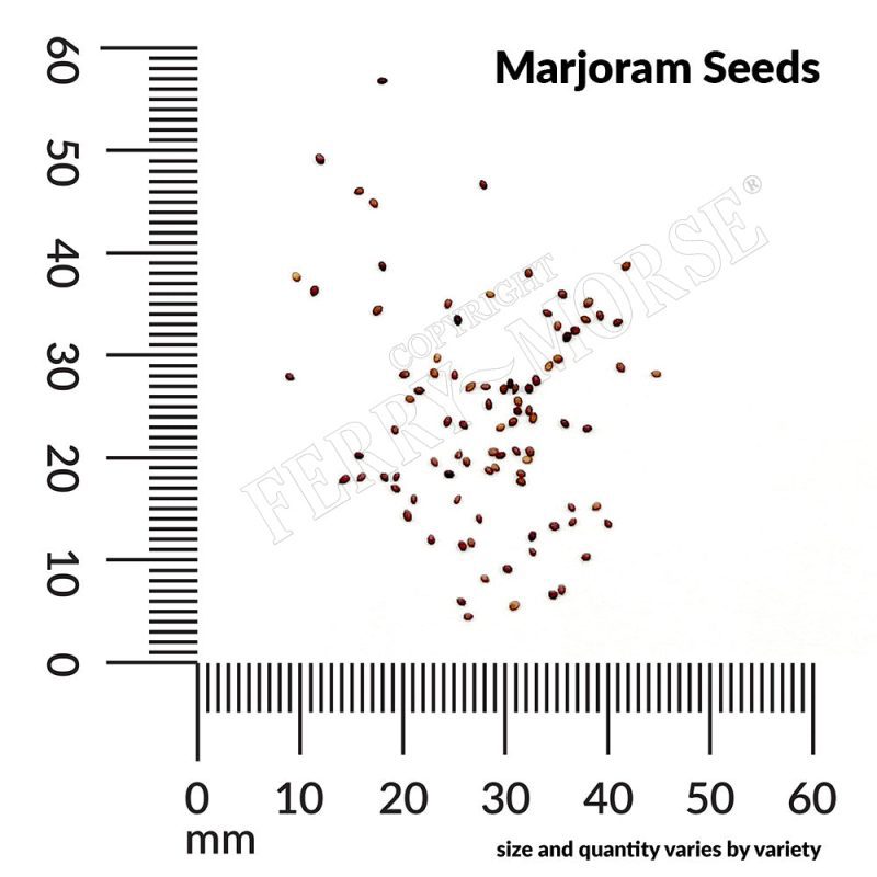 H Marjoram Seeds measurement