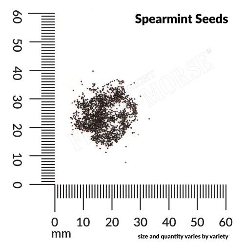 H Spearmint Seeds