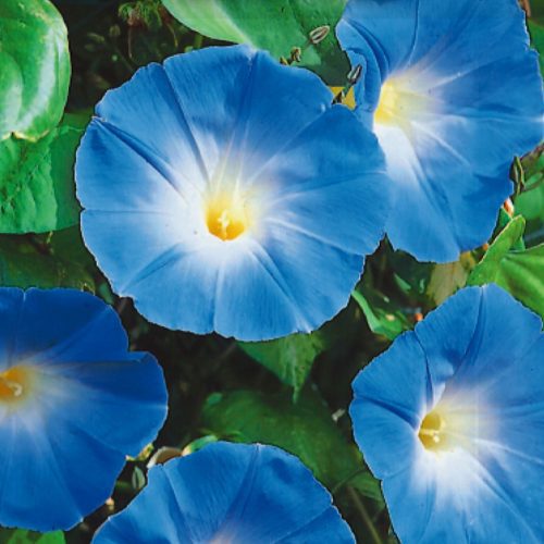 HeavenlyBlueMorningGloryflowersbloomingonagreenvine FerryMorseMorningGlorySeedsII