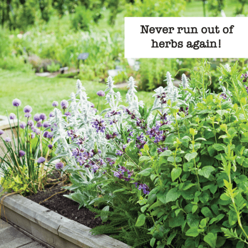 Herb Enthusiast 10 Pack Inspiration Image