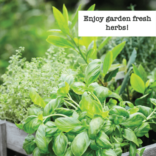 Herb Enthusiast Organic Inspiration Image