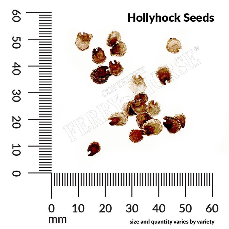 Hollyhock Seed Spill