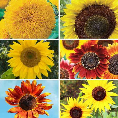 Imagegrid GrowtheSunshineSunflowerbundle 2000