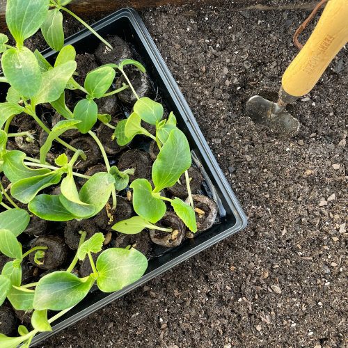 Jiffy Greenhouse In Use