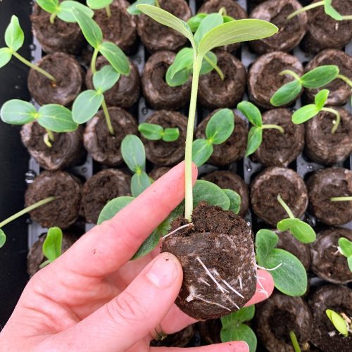 Jiffy Greenhouse In Use With Peat Pellet Expanded