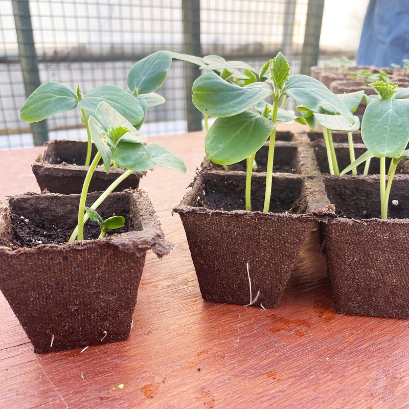 Jiffy Strips With Seedlings