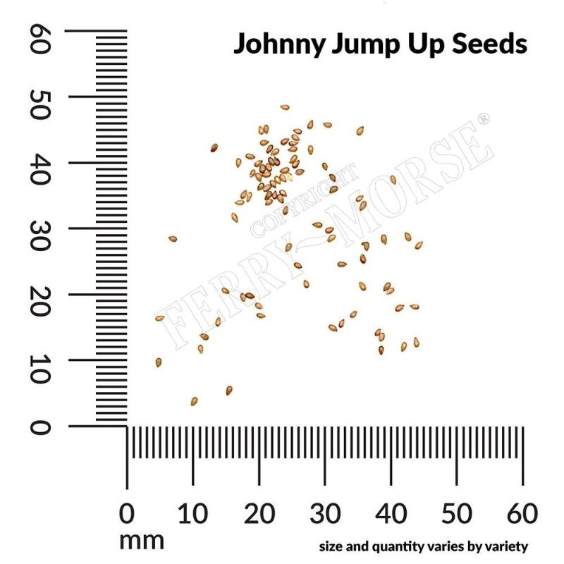 Johnny Jump Up Seed Spill