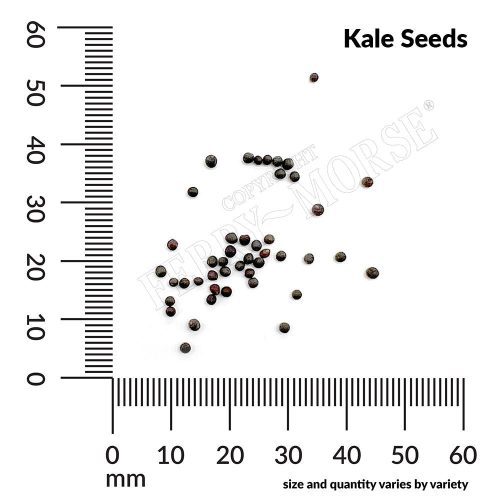 Kale Seed Spill