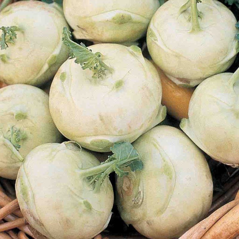 Kohlrabi Early White Vienna Vegetable Ferry Morse