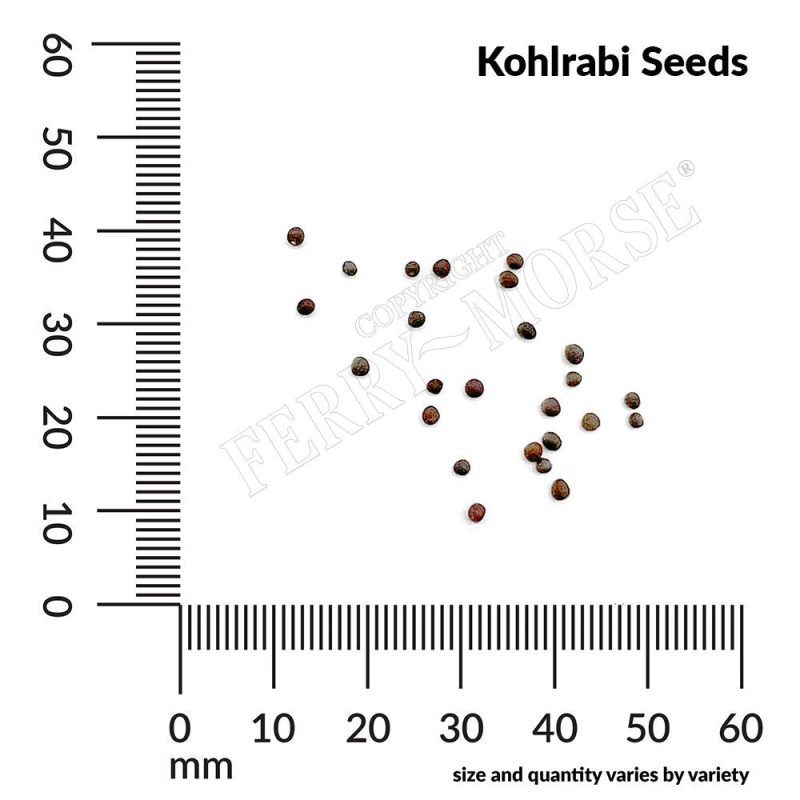 Kohlrabi Seed Spill