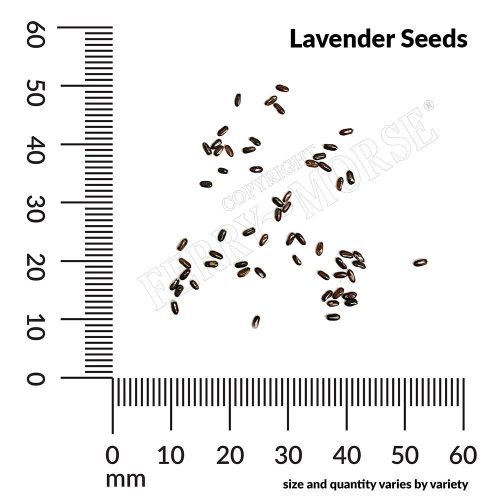 Lavender Seed Spill