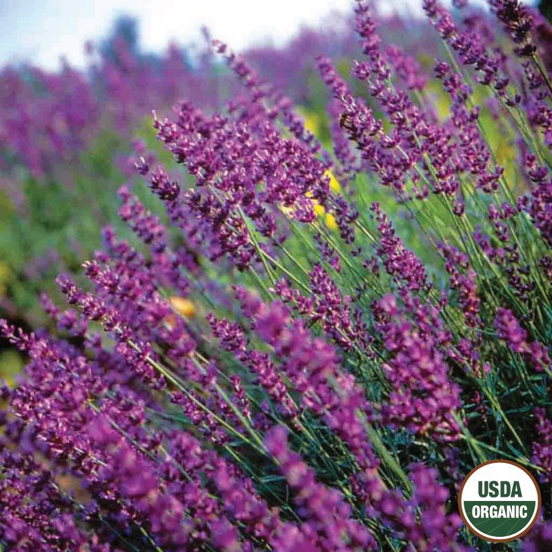 Lavender True Organic Seeds USDA logo