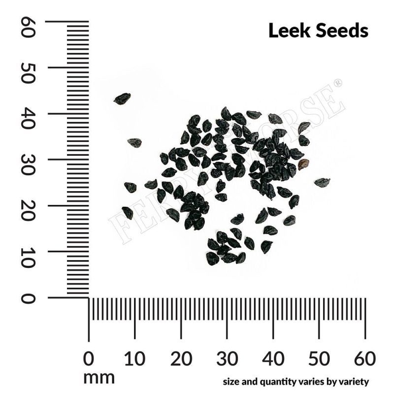 Leek Seed Spill