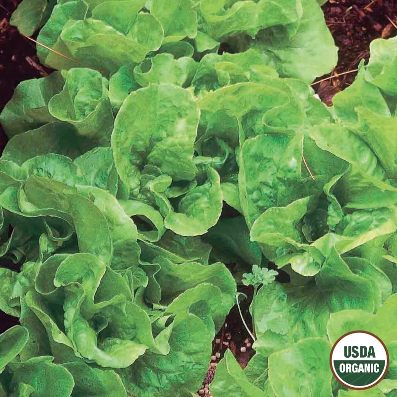 Lettuce Bibb Organic Seeds USDA logo