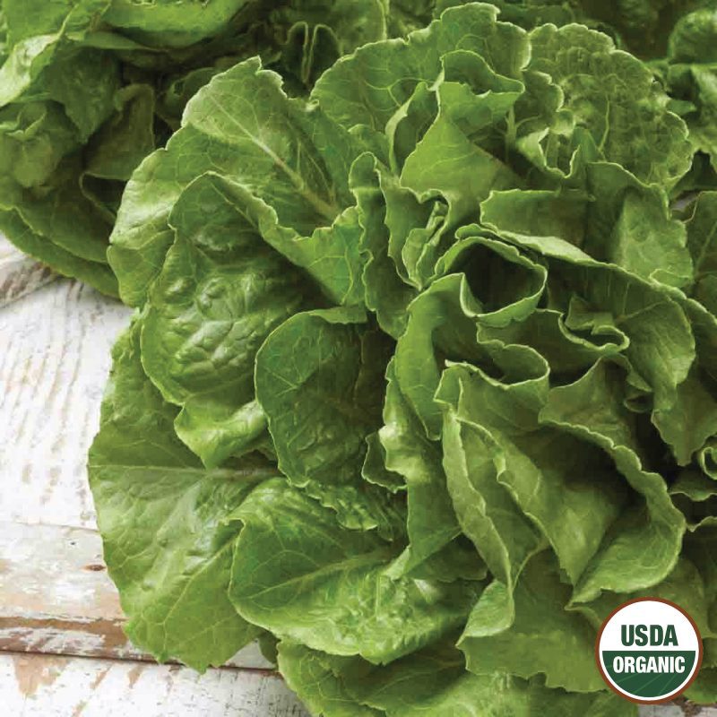 Lettuce Buttercrunch Organic Seeds USDA logo