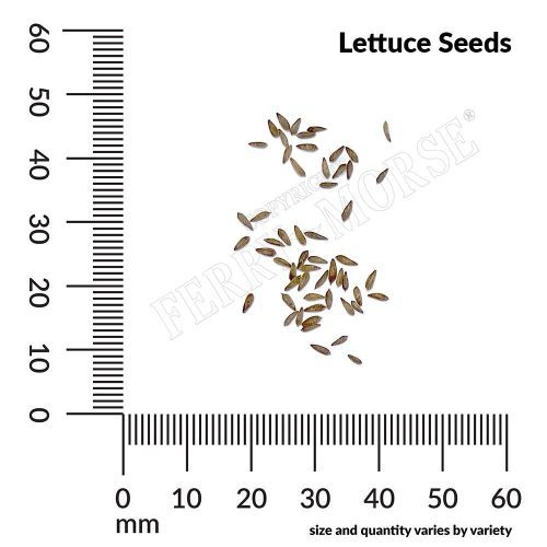 Lettuce Seed Spill