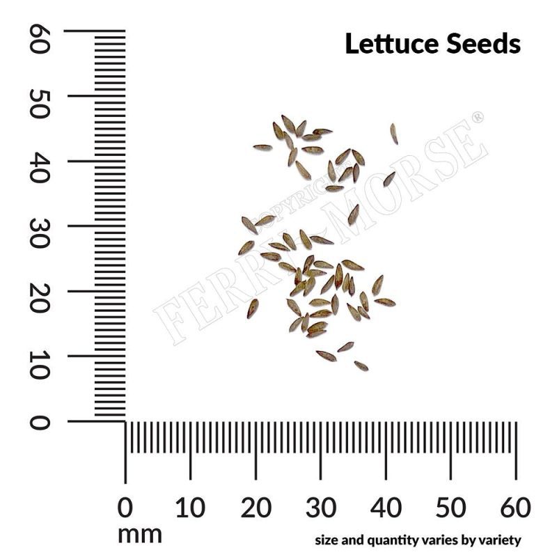 Lettuce Seed Spill