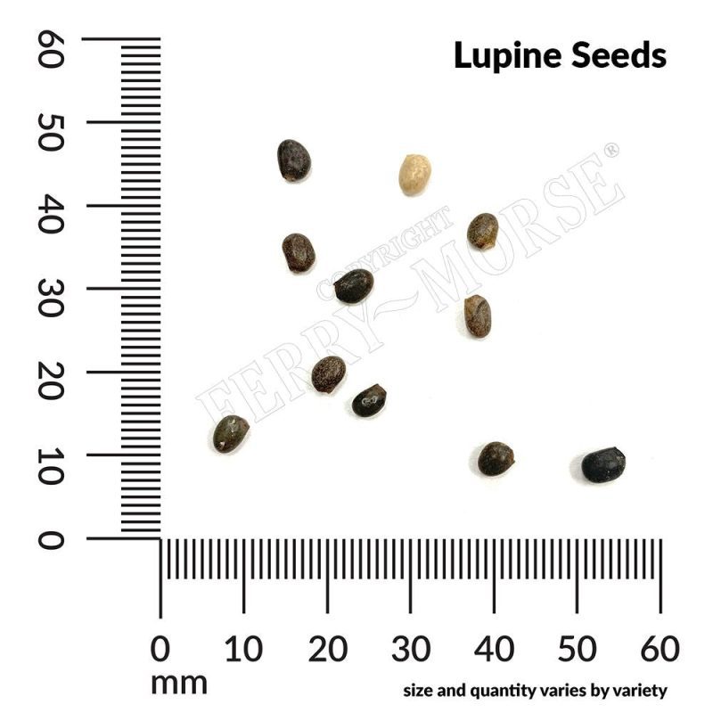 Lupine Seed Spills