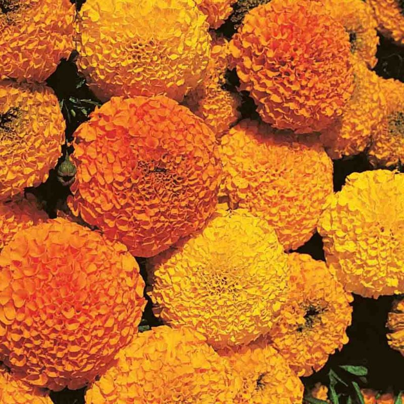 Marigold Crackerjack Mixed Colors Flower Annual Ferry Morse