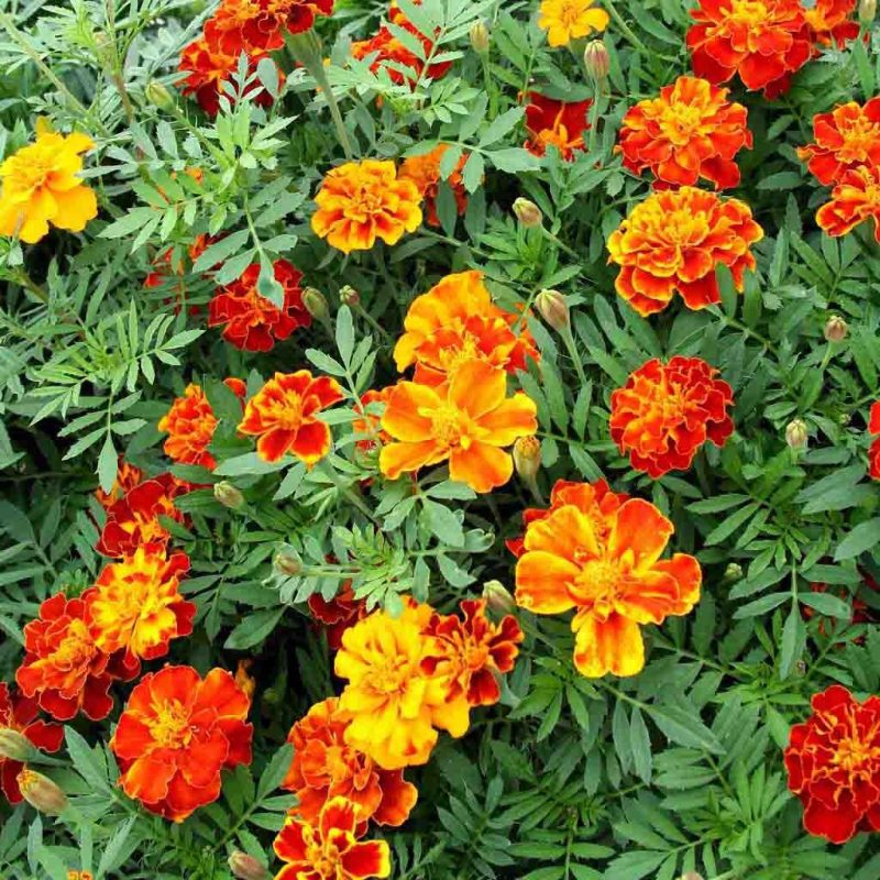 Marigold French Double Dwarf Flower Annual Ferry Morse