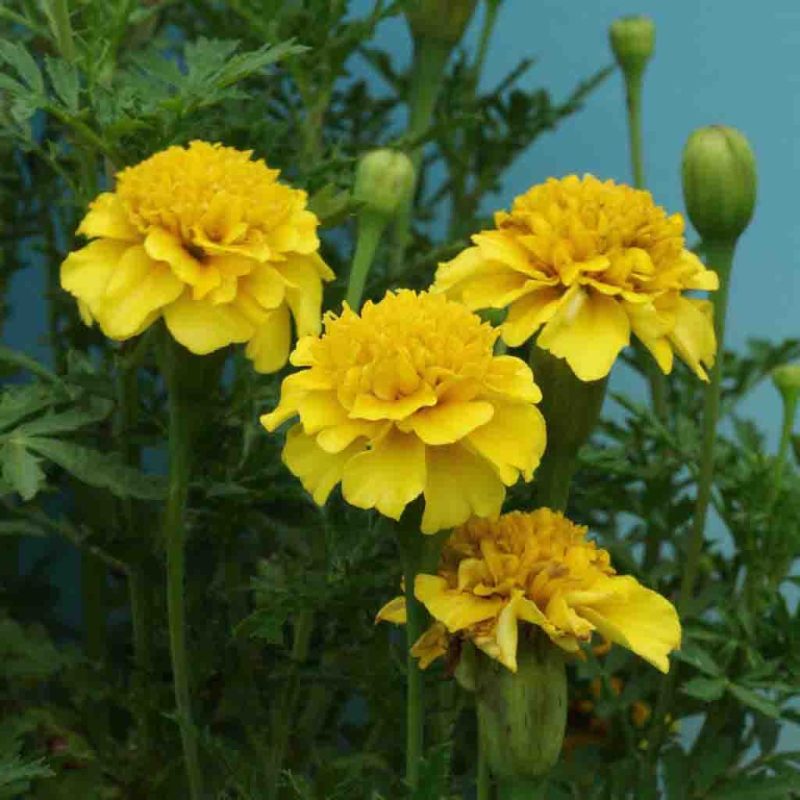 Marigold Petite Yellow Flower Annual Ferry Morse