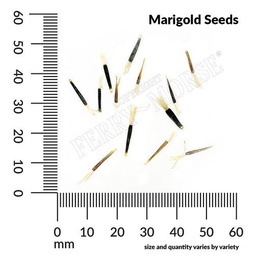 Marigold Seed Spill