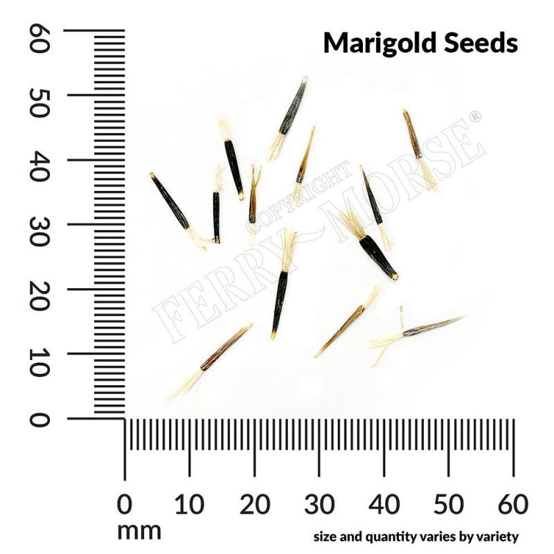 Marigold Seed Spill