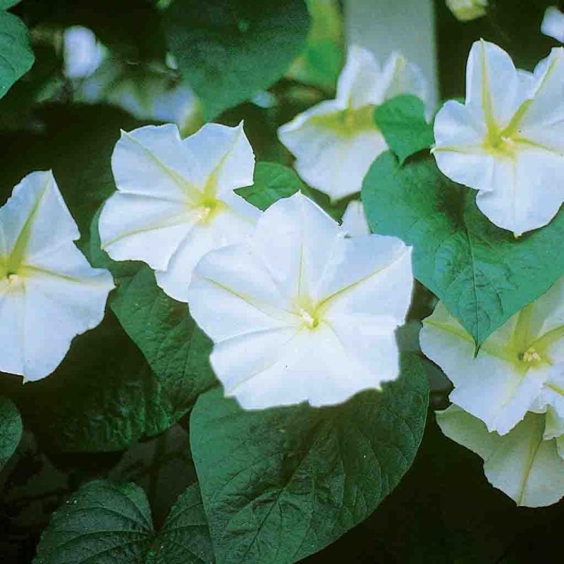 Moonflower Evening Glory Flower Annual Ferry Morse