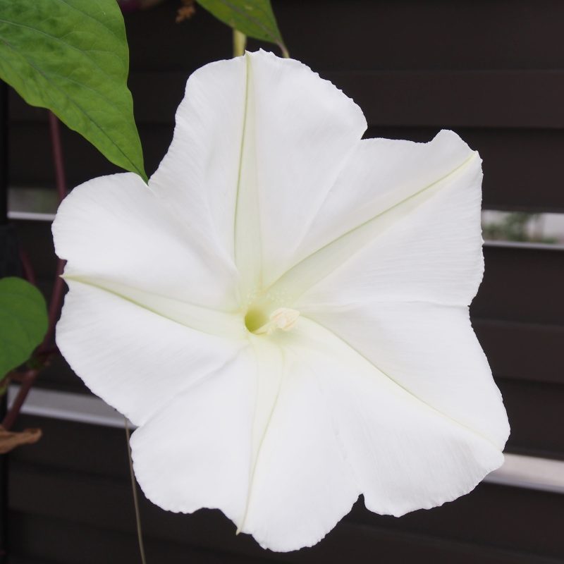 Moonflower Evening Glory Flower Annual Ferry Morse Close Up