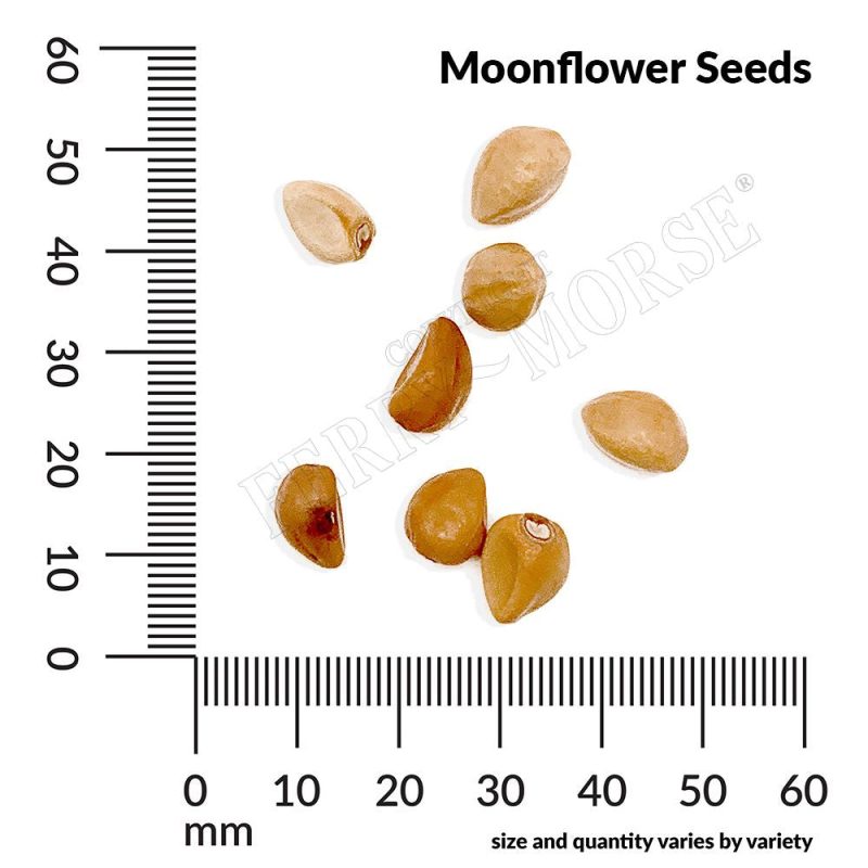 Moonflower Seed Spill