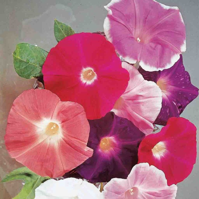 Morning Glory Giant Mixed Colors Flower Annual Ferry Morse