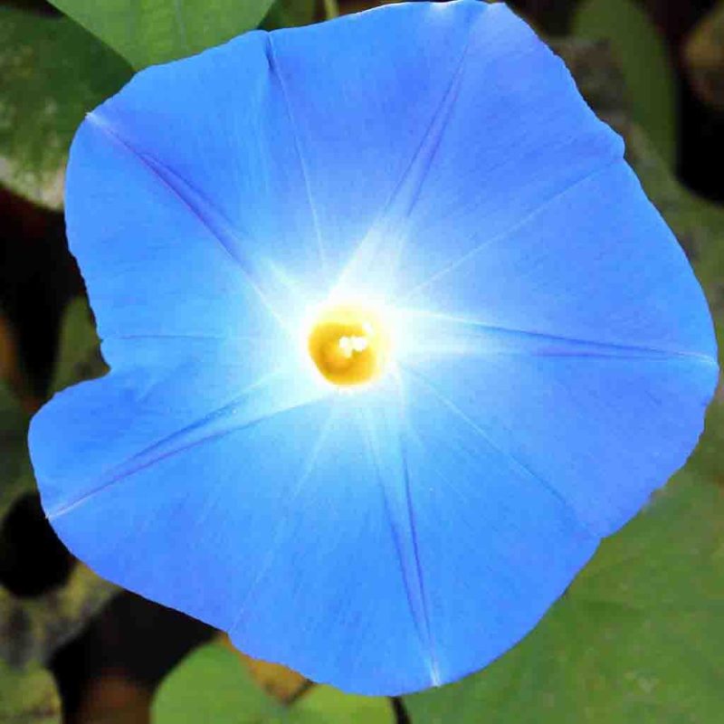 Morning Glory Heavenly Blue Flower Annual Ferry Morse