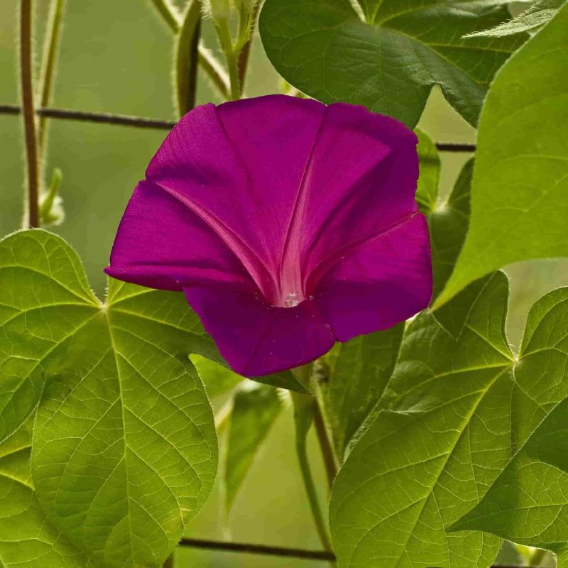 Morning Glory Scarlet O Hara Flower Annual Ferry Morse