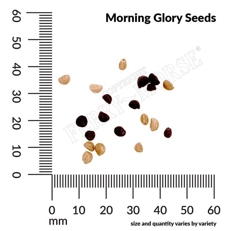 Morning Glory Seeds Spill