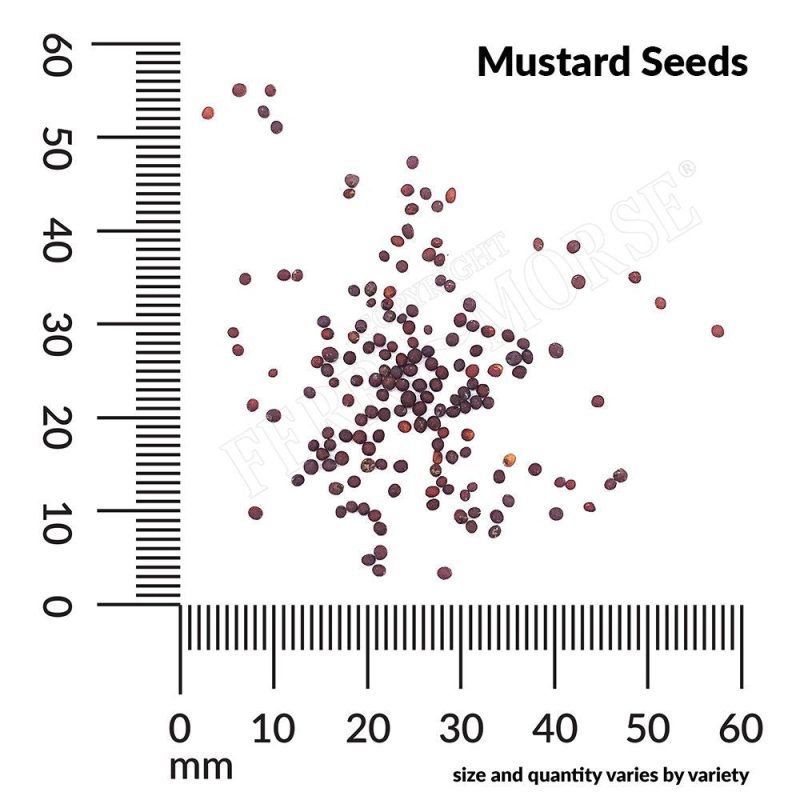 Mustard Seeds Spill