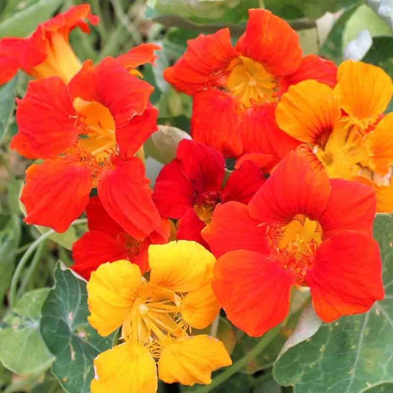 Nasturtium Alaska Mixed Colors Flower Annual Ferry Morse