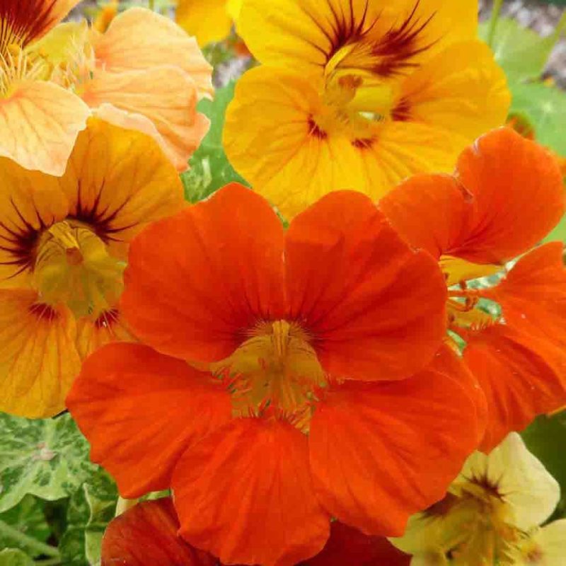 Nasturtium Tall Single Mixed Colors Flower Annual Ferry Morse