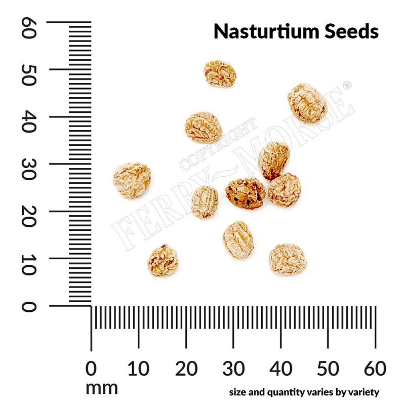 Nasturtium Seeds Spill