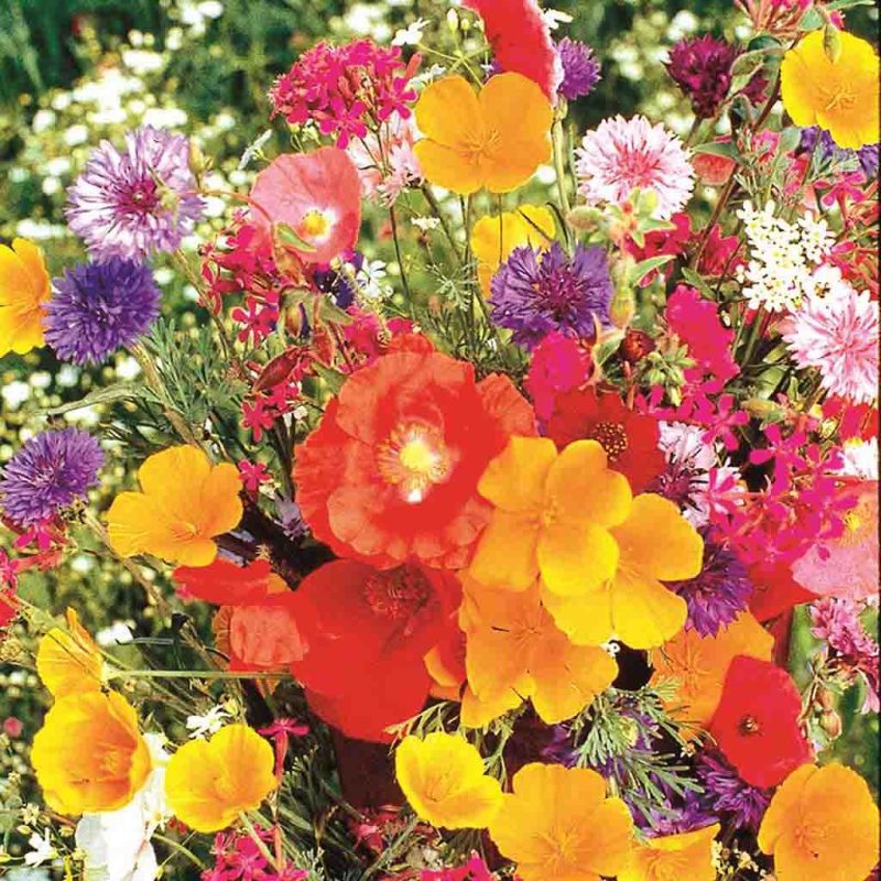 Old Fashioned Garden Mix Flower Annual Ferry Morse