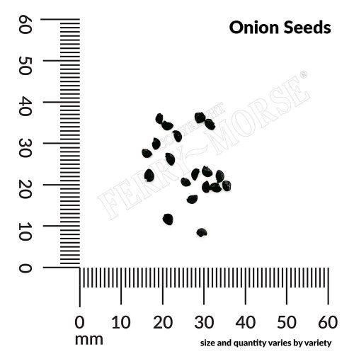 Onion Seeds Spill