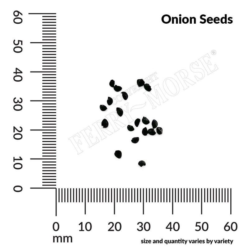 Onion Seeds Spill