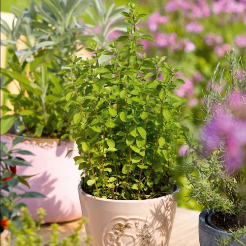 Oregano Plant In Pot