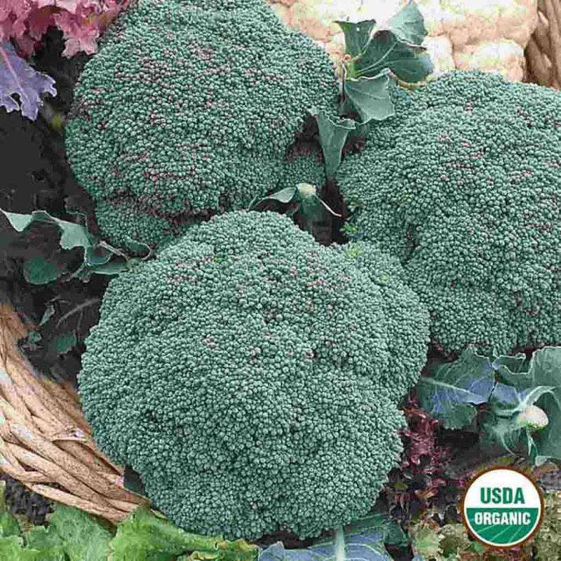 Organic Broccoli Green Sprouting Calabrese Vegetable Ferry Morse