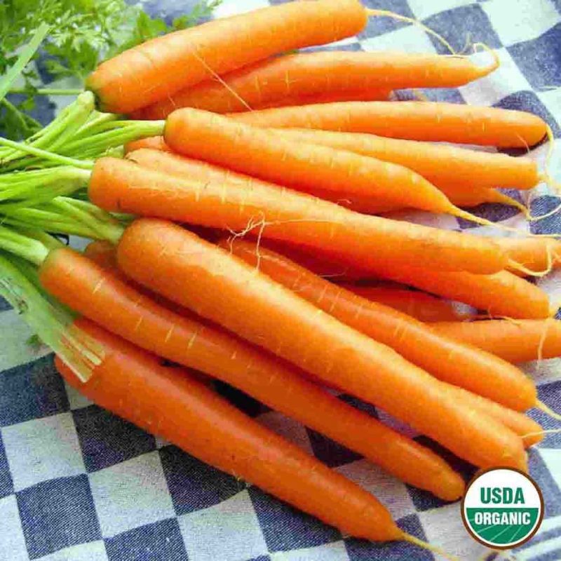 Organic Carrot Danvers Vegetable Ferry Morse