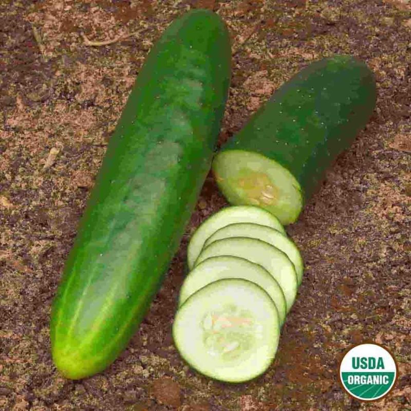 Organic Cucumber Straight Eight Vegetable Ferry Morse