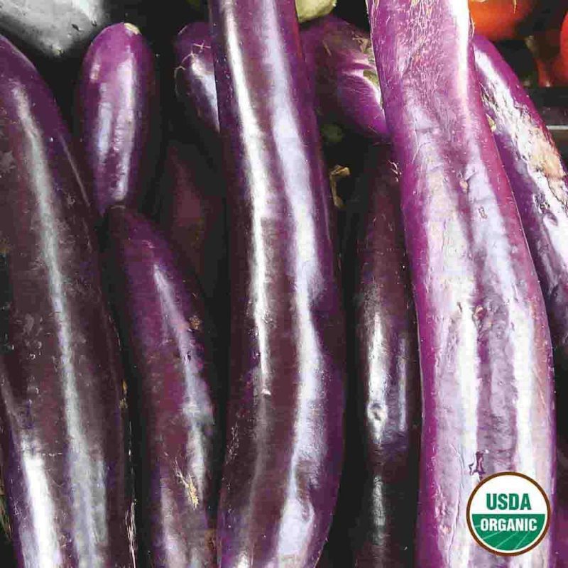 Organic Eggplant Early Long Purple Vegetable Ferry Morse